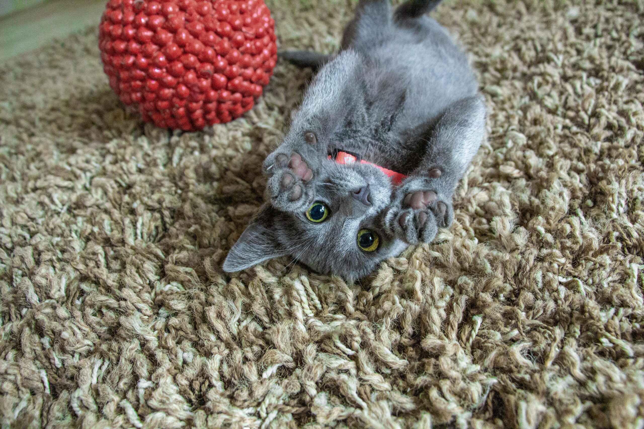A cute gray kitten playing on a shaggy carpet with a red toy ball.